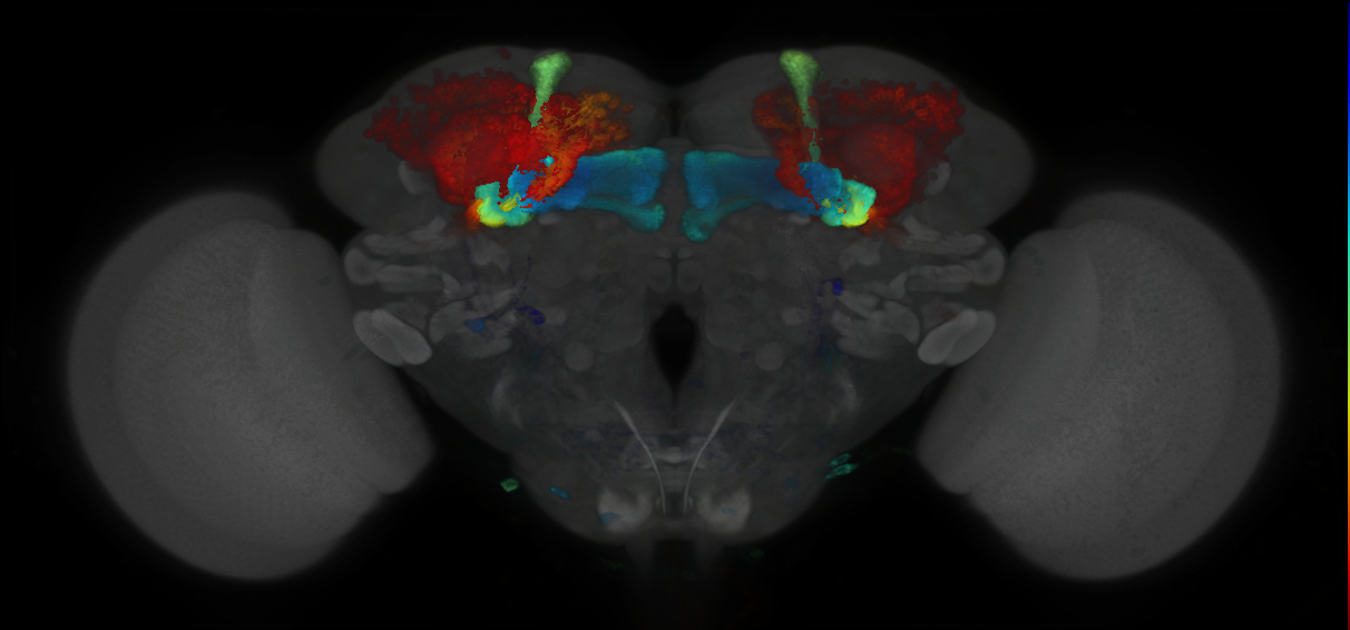 P{GMR14H06-GAL4} expression pattern