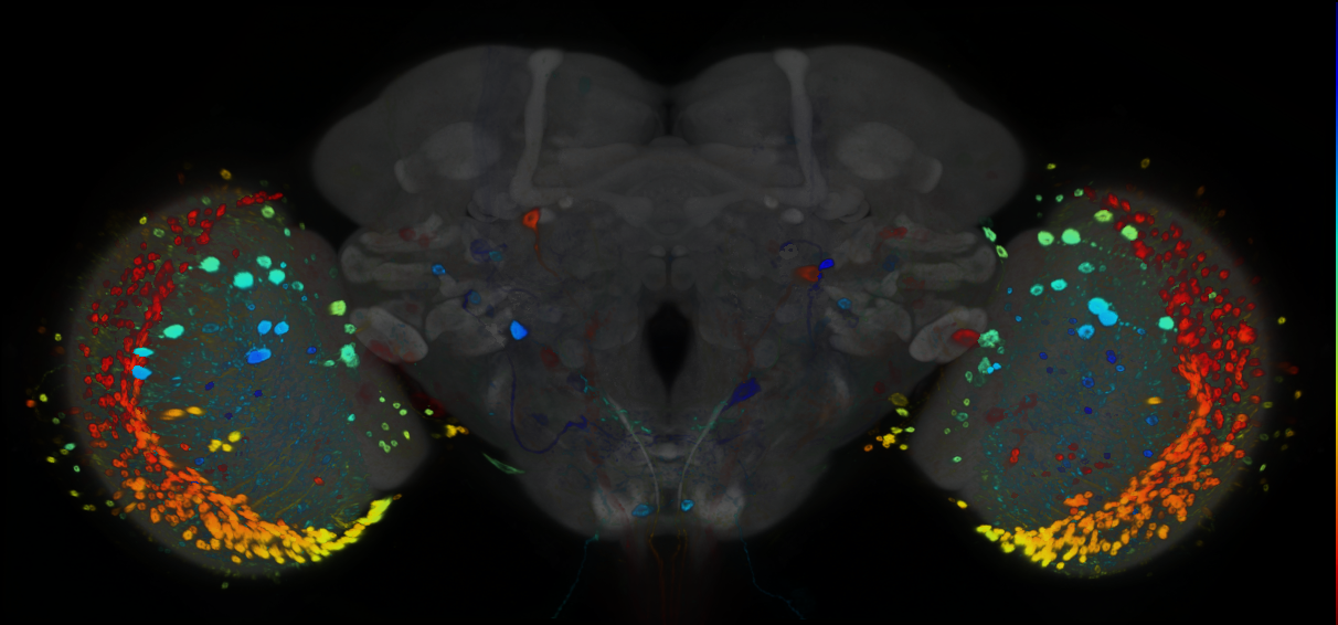 P{GMR15C02-GAL4} expression pattern