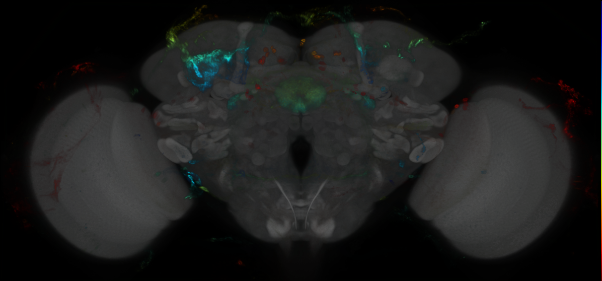 P{GMR15C03-GAL4} expression pattern