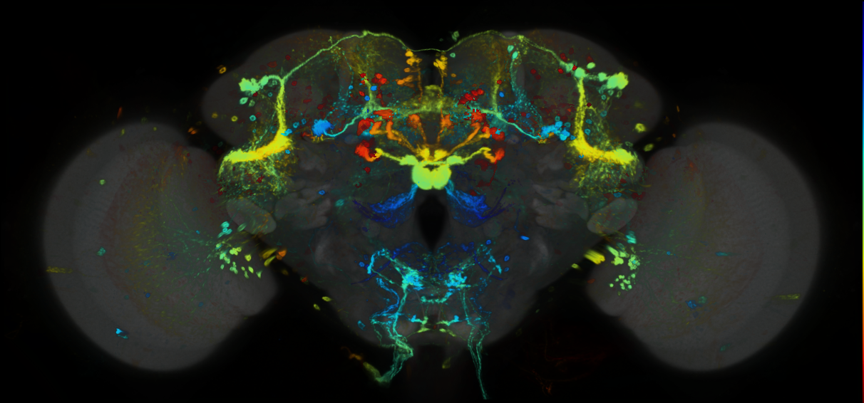 P{GMR15D05-GAL4} expression pattern