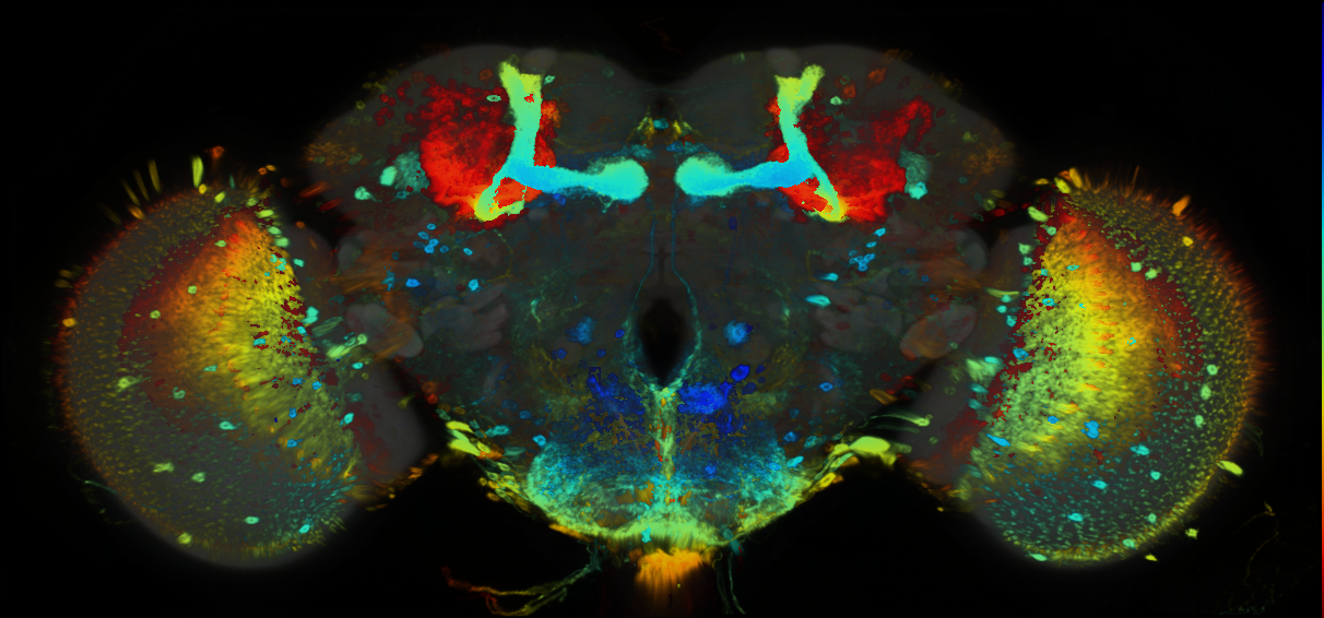 P{GMR15E02-GAL4} expression pattern