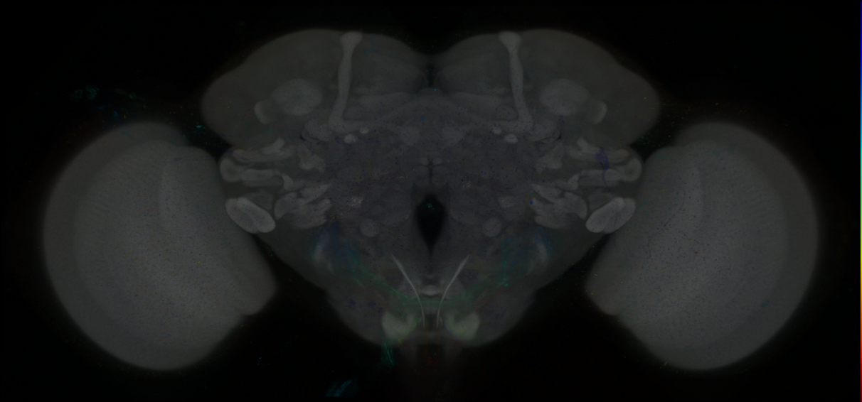 P{GMR15E09-GAL4} expression pattern