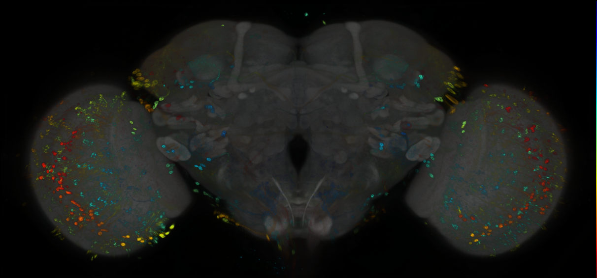 P{GMR15H01-GAL4} expression pattern