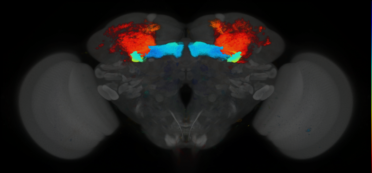 P{GMR16A06-GAL4} expression pattern