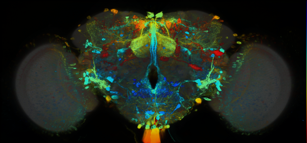 P{GMR16B03-GAL4} expression pattern