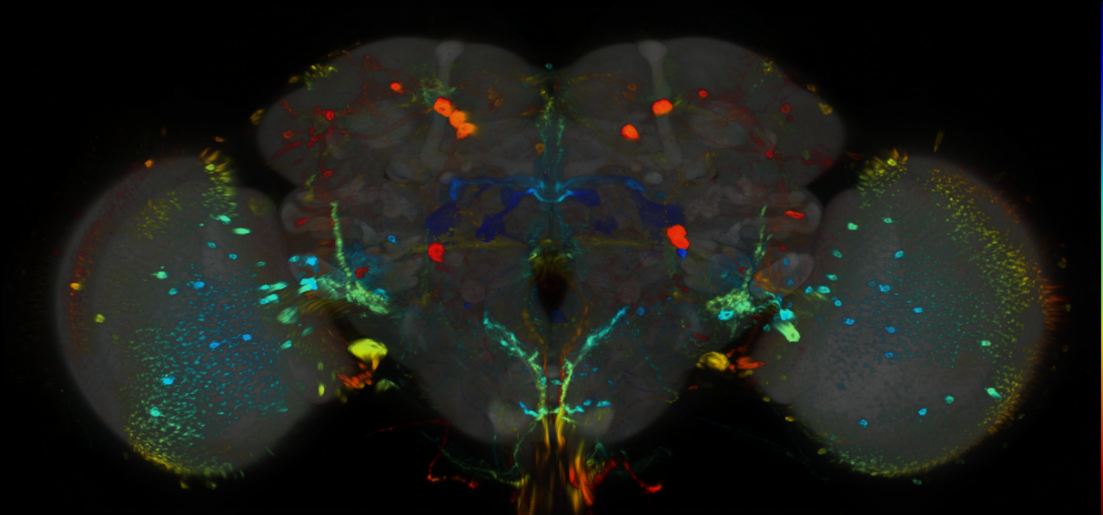 P{GMR16C03-GAL4} expression pattern