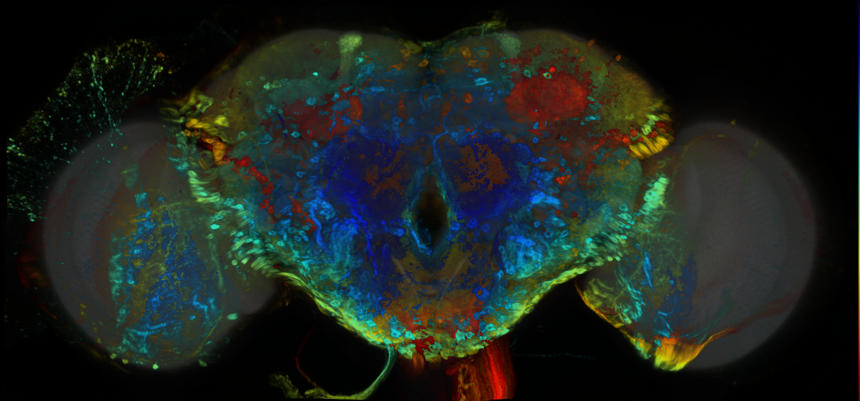 P{GMR16D07-GAL4} expression pattern
