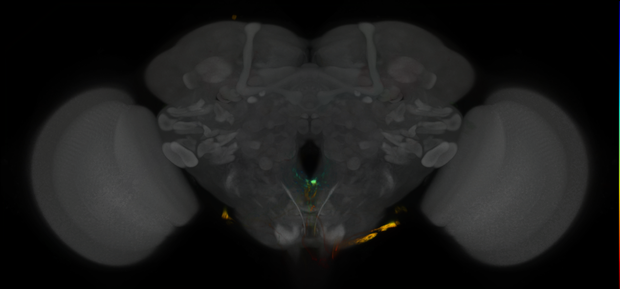 P{GMR16F09-GAL4} expression pattern