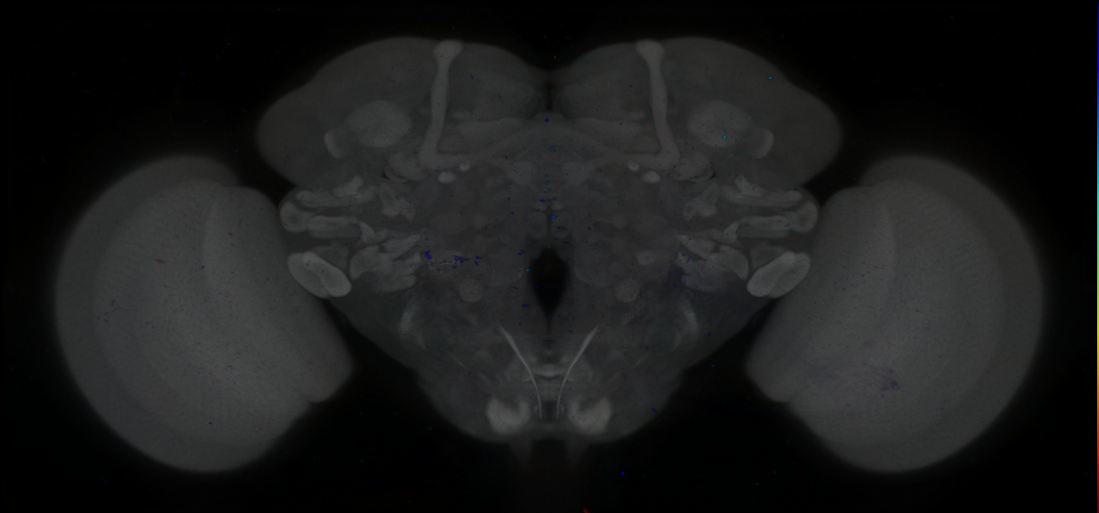 P{GMR16H12-GAL4} expression pattern