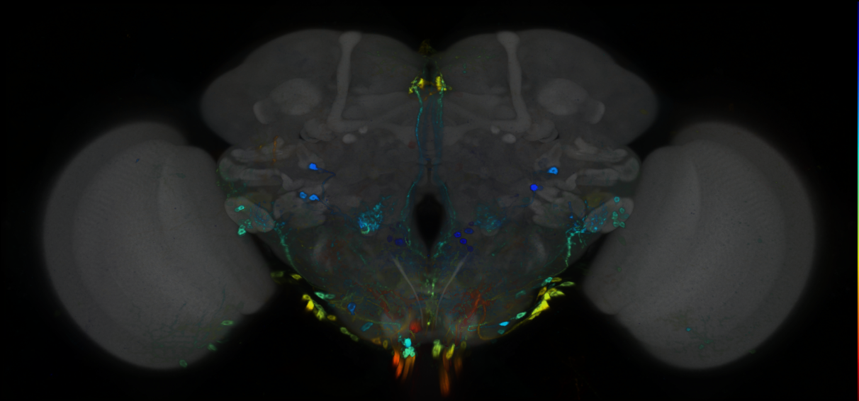 P{GMR17A07-GAL4} expression pattern