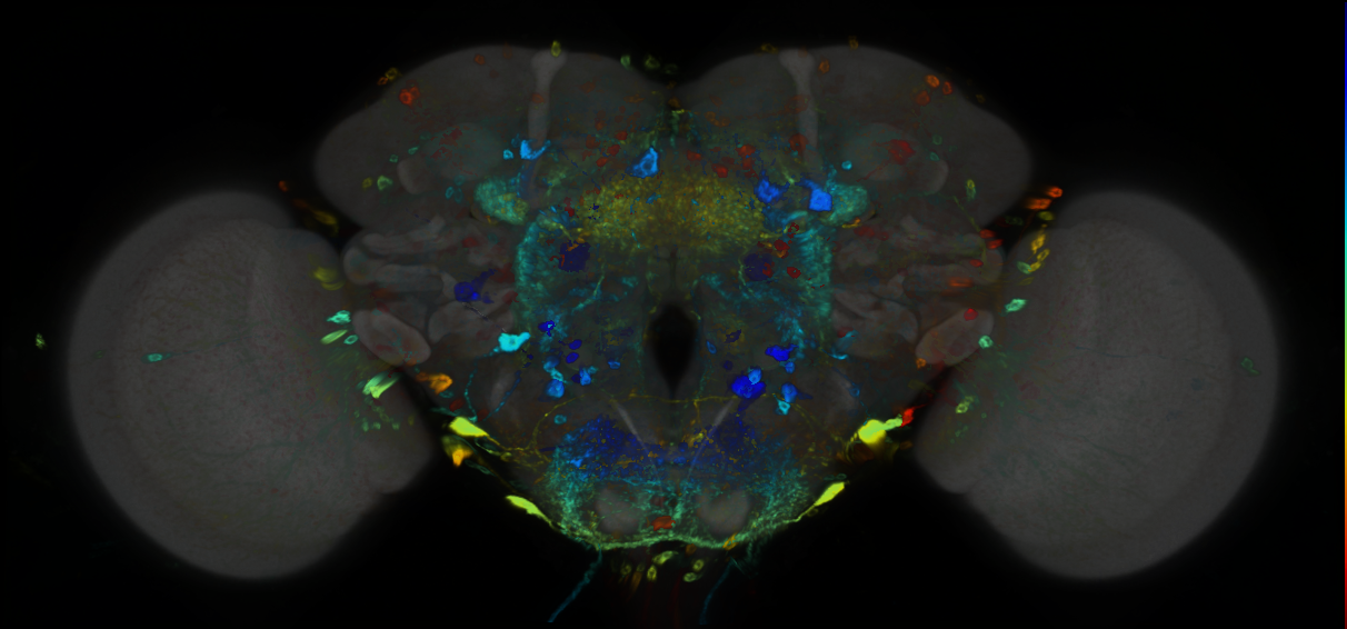 P{GMR17D12-GAL4} expression pattern