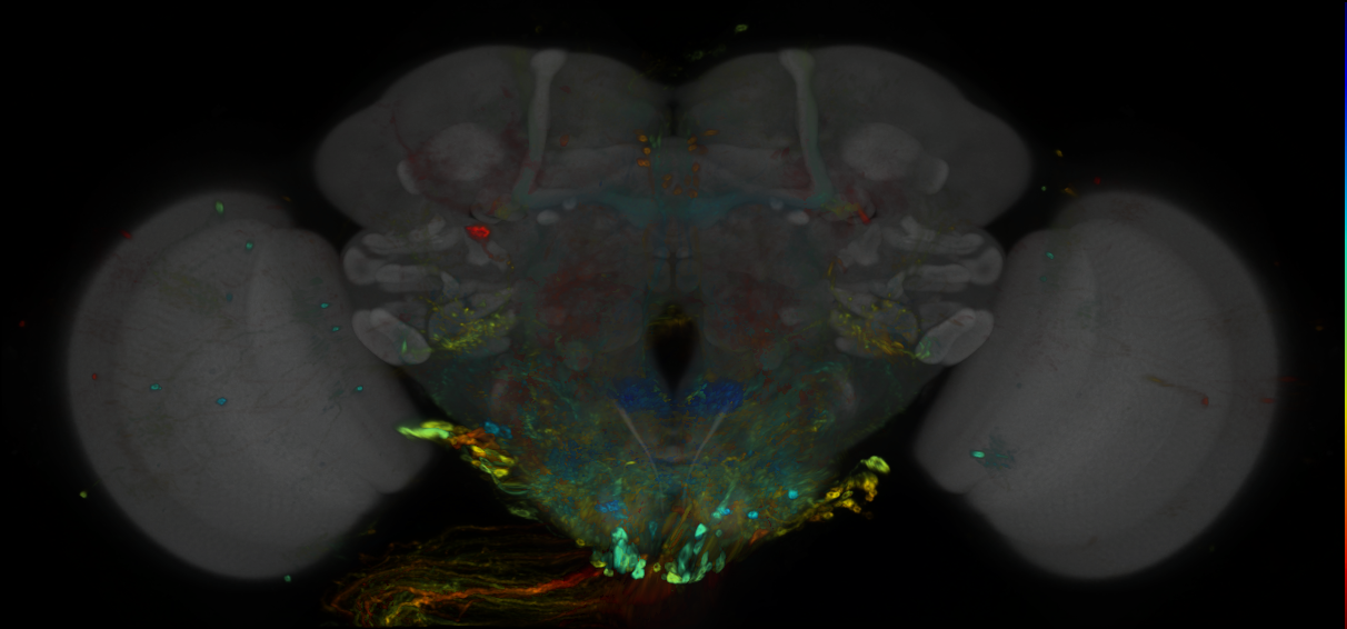 P{GMR17H10-GAL4} expression pattern