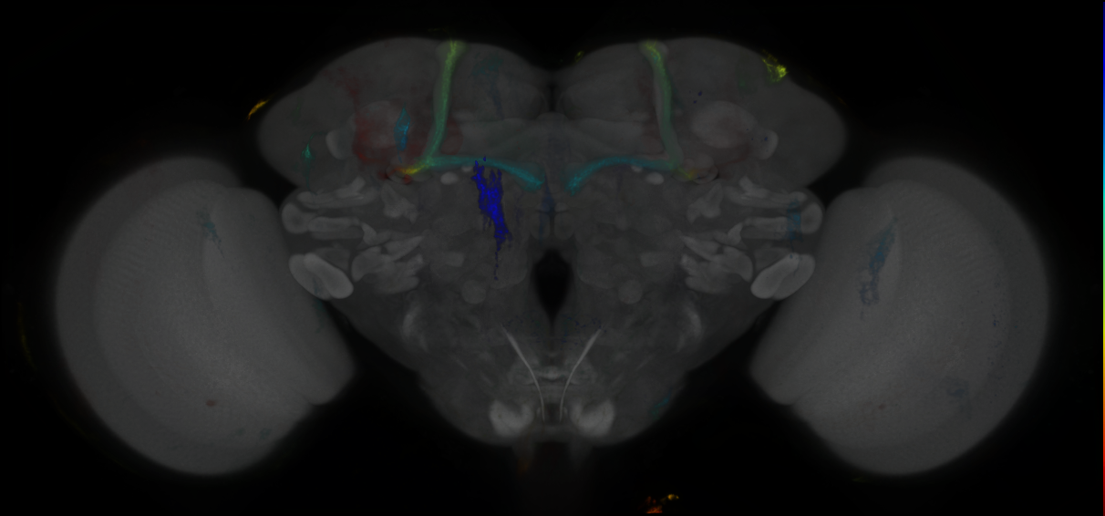 P{GMR18G05-GAL4} expression pattern