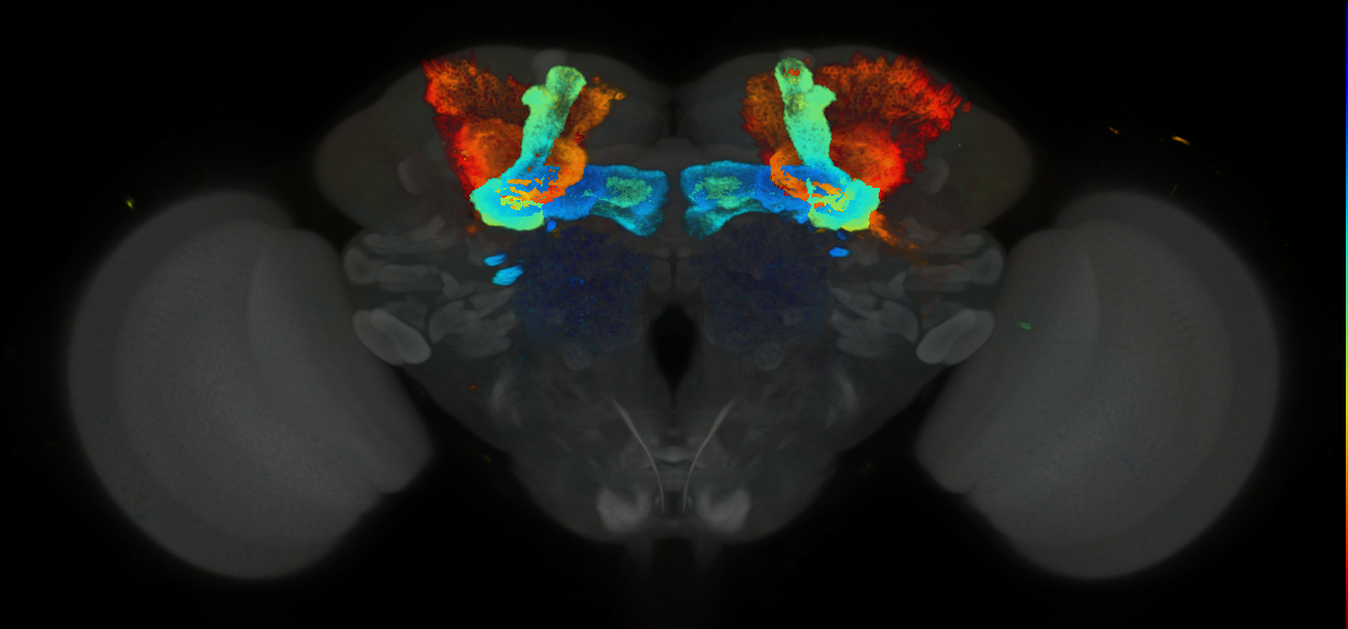 P{GMR19B03-GAL4} expression pattern