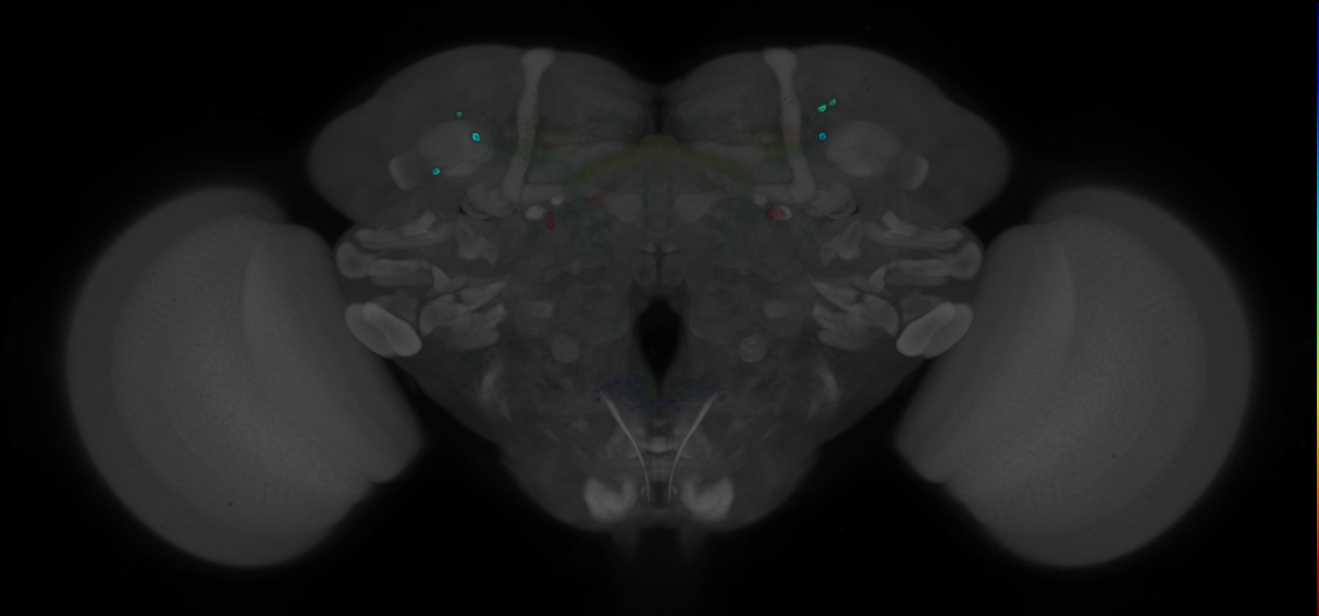 P{GMR19C06-GAL4} expression pattern