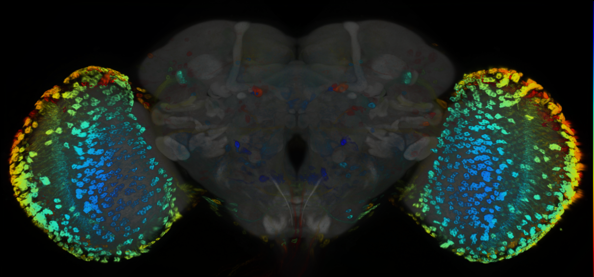 P{GMR19D03-GAL4} expression pattern