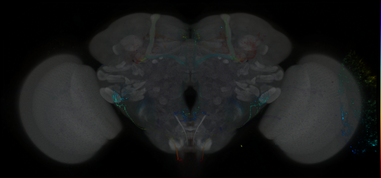 P{GMR19E11-GAL4} expression pattern