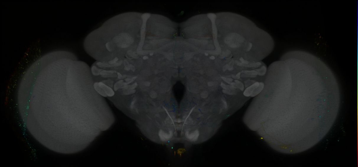P{GMR19F04-GAL4} expression pattern