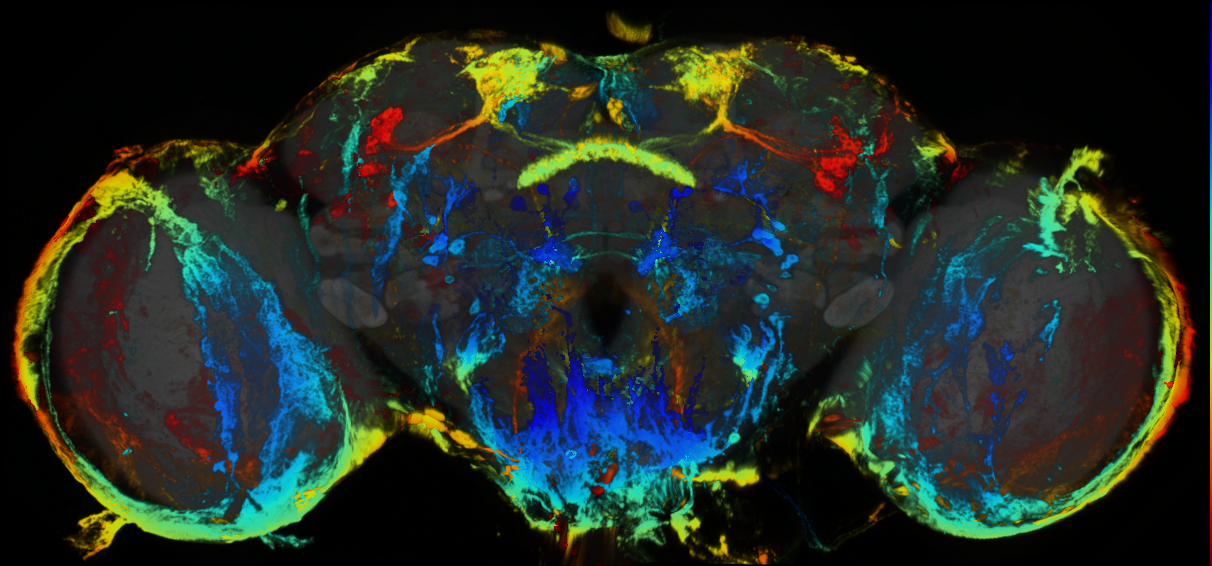 P{GMR19G08-GAL4} expression pattern