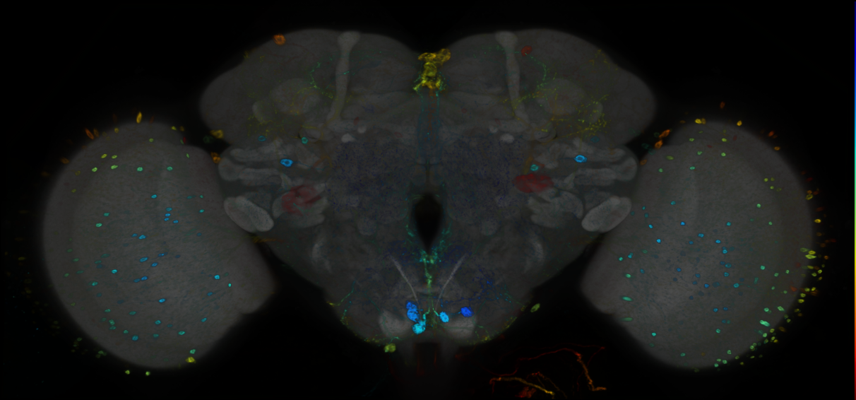 P{GMR19G12-GAL4} expression pattern