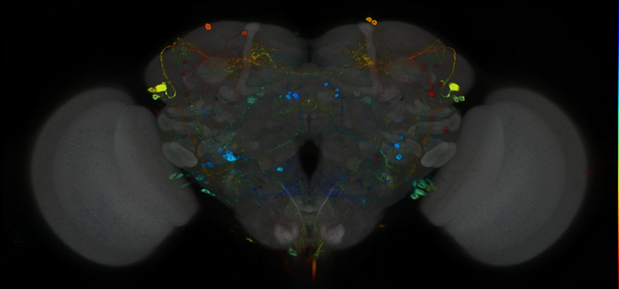 P{GMR19H11-GAL4} expression pattern