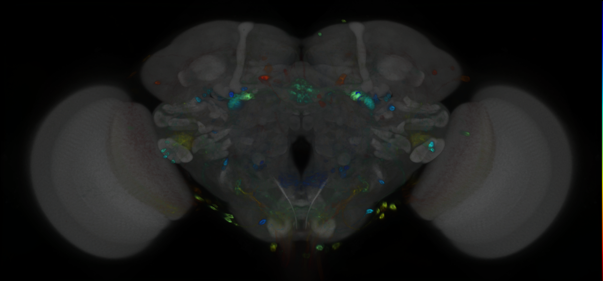 P{GMR21C01-GAL4} expression pattern