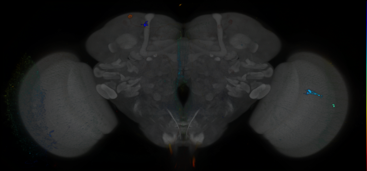 P{GMR21C02-GAL4} expression pattern
