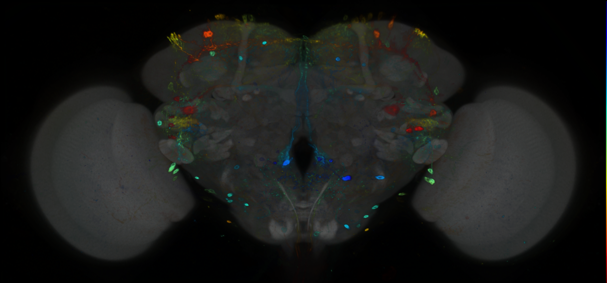 P{GMR21C04-GAL4} expression pattern