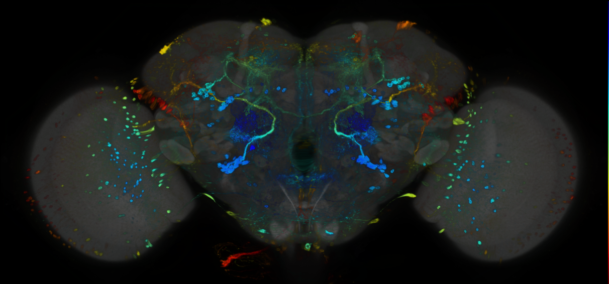 P{GMR21C09-GAL4} expression pattern