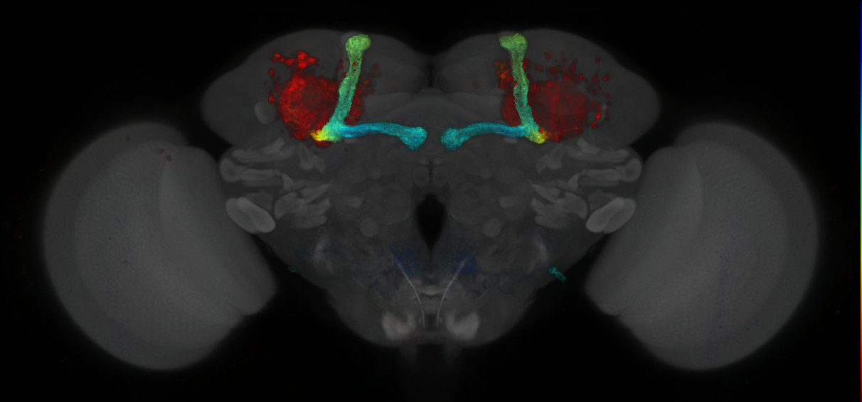 P{GMR21D08-GAL4} expression pattern