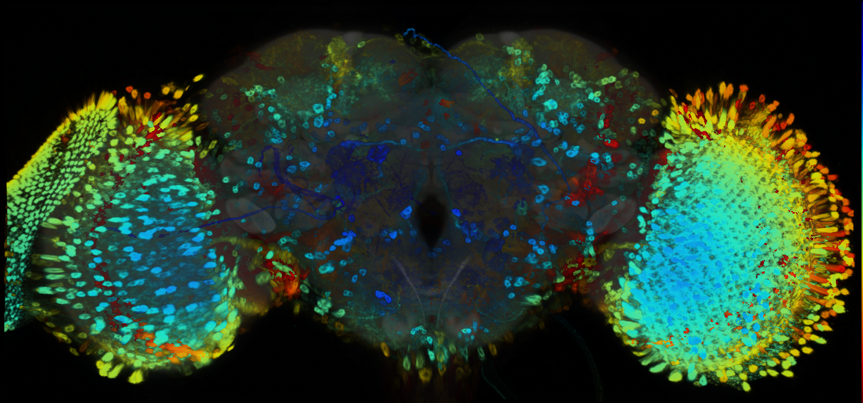 P{GMR21E01-GAL4} expression pattern