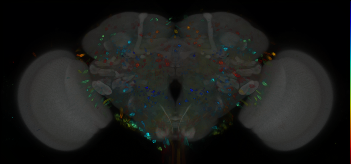 P{GMR21E07-GAL4} expression pattern