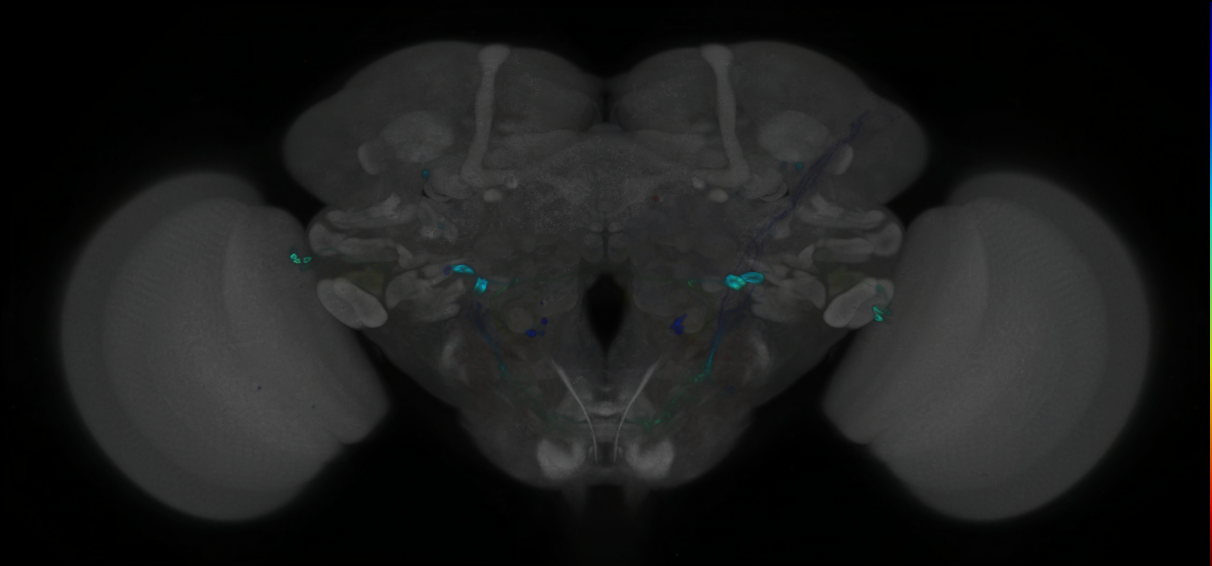 P{GMR21F05-GAL4} expression pattern