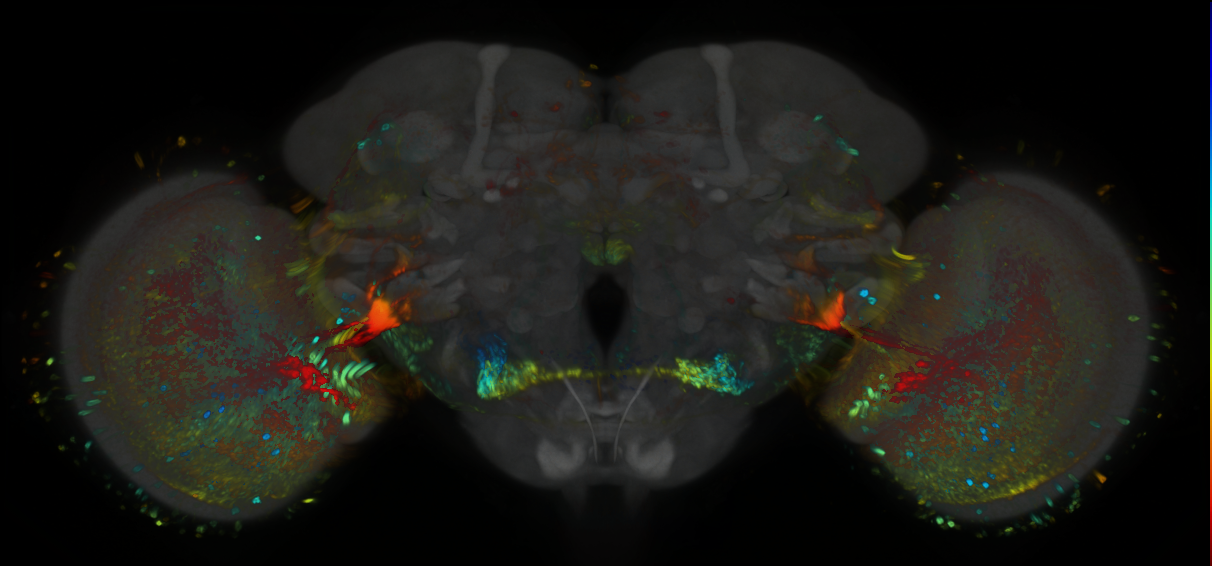 P{GMR21G08-GAL4} expression pattern