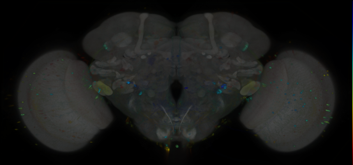 P{GMR22B07-GAL4} expression pattern