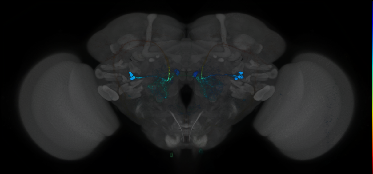 P{GMR22C06-GAL4} expression pattern