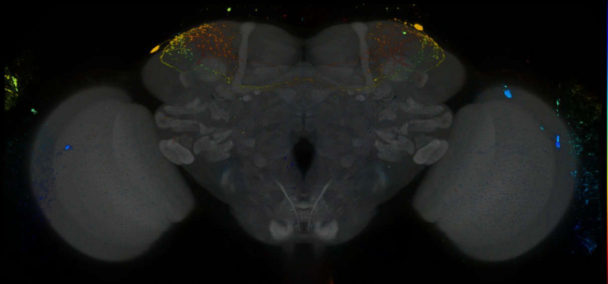 P{GMR22F02-GAL4} expression pattern