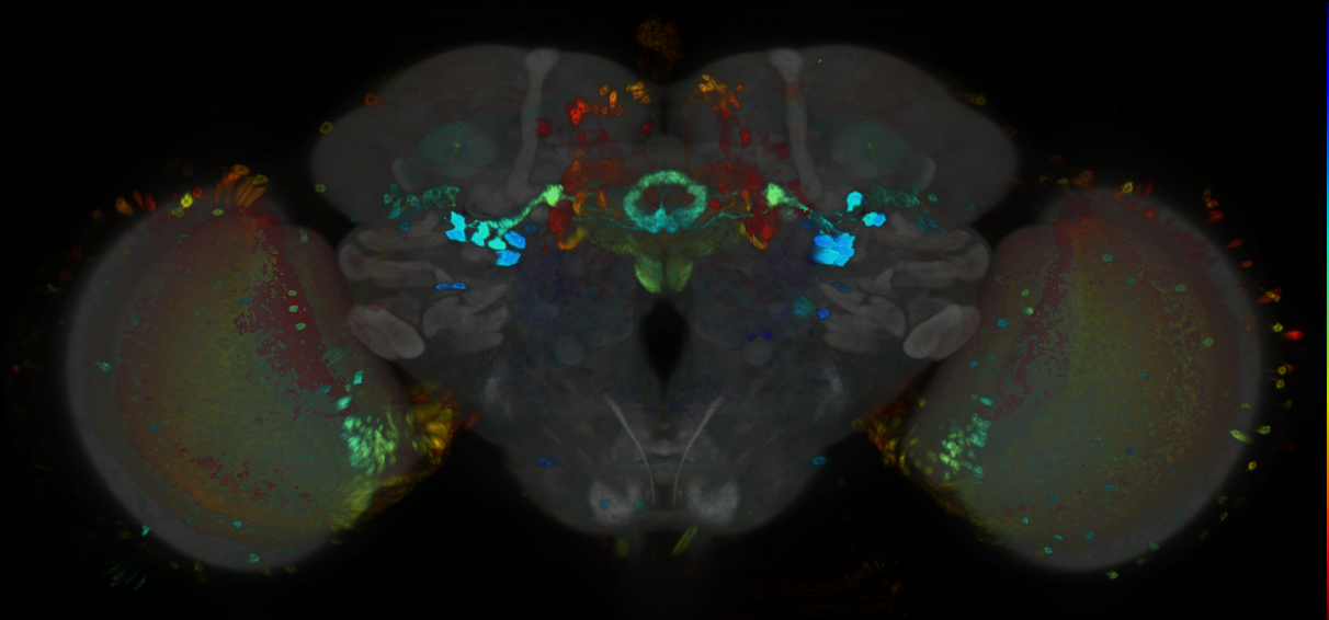 P{GMR22G07-GAL4} expression pattern