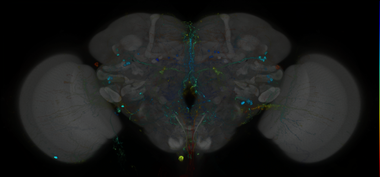 P{GMR23A11-GAL4} expression pattern