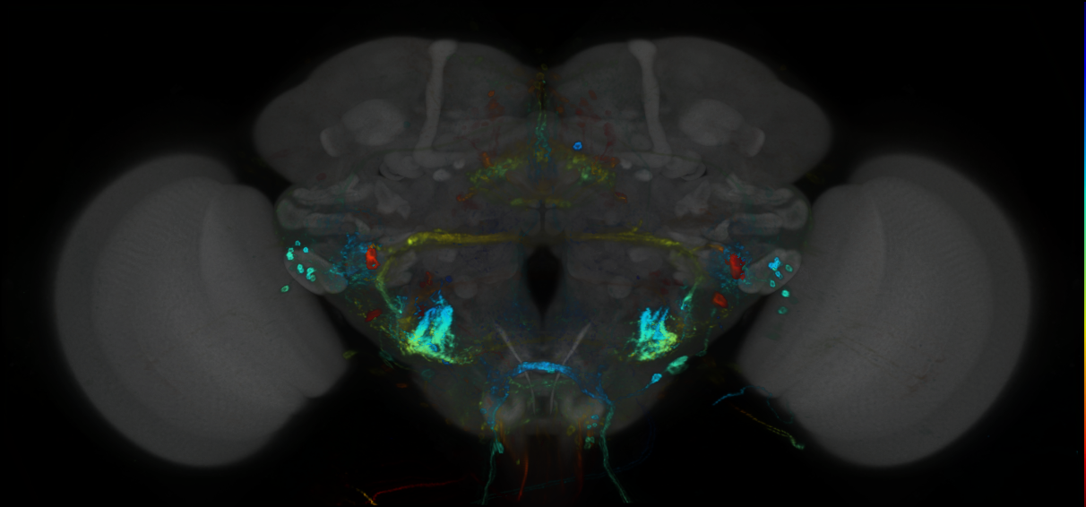 P{GMR23H05-GAL4} expression pattern