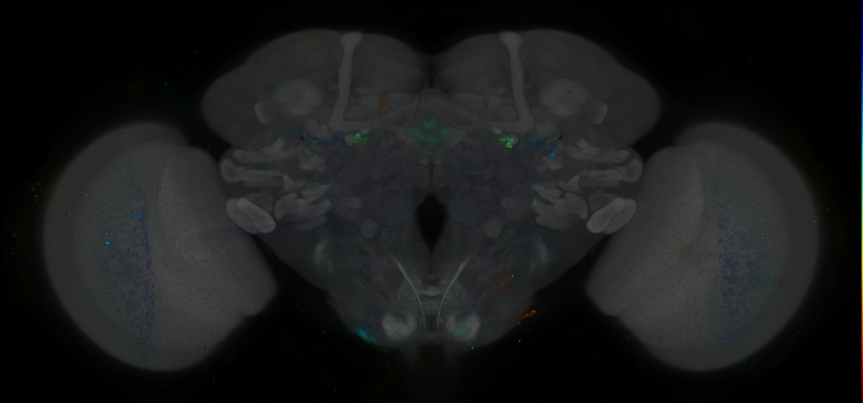 P{GMR23H06-GAL4} expression pattern