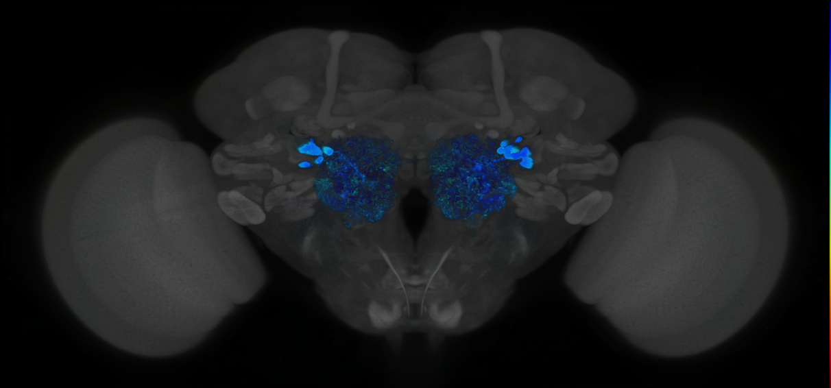 P{GMR24C12-GAL4} expression pattern