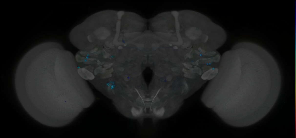 P{GMR24D04-GAL4} expression pattern