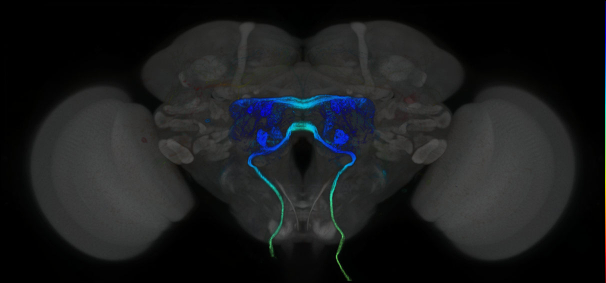 P{GMR24D07-GAL4} expression pattern