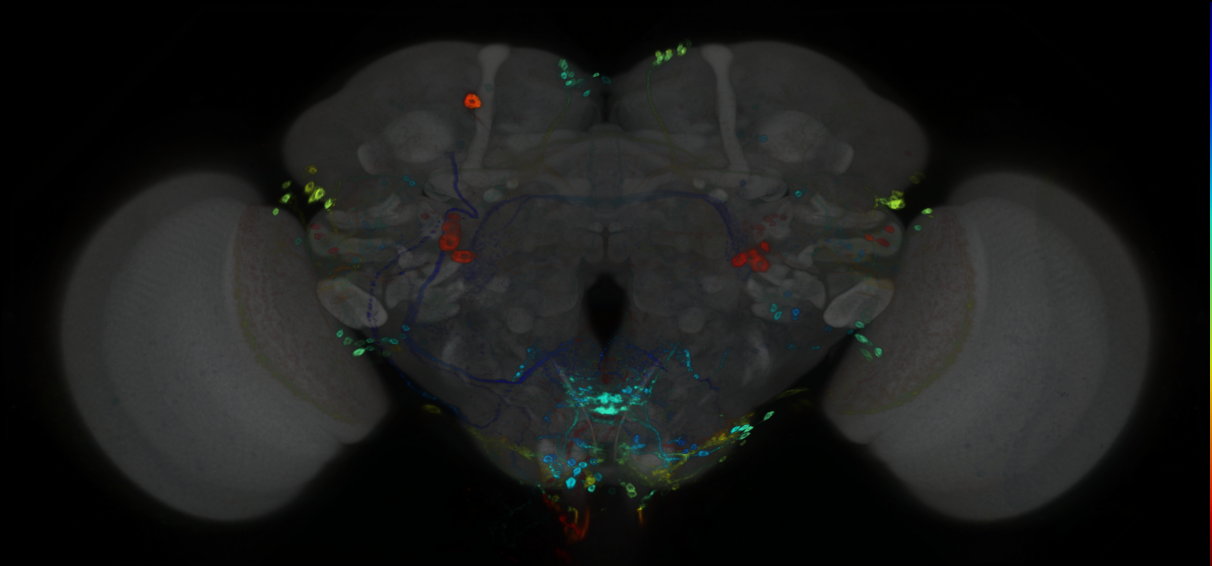 P{GMR24D12-GAL4} expression pattern