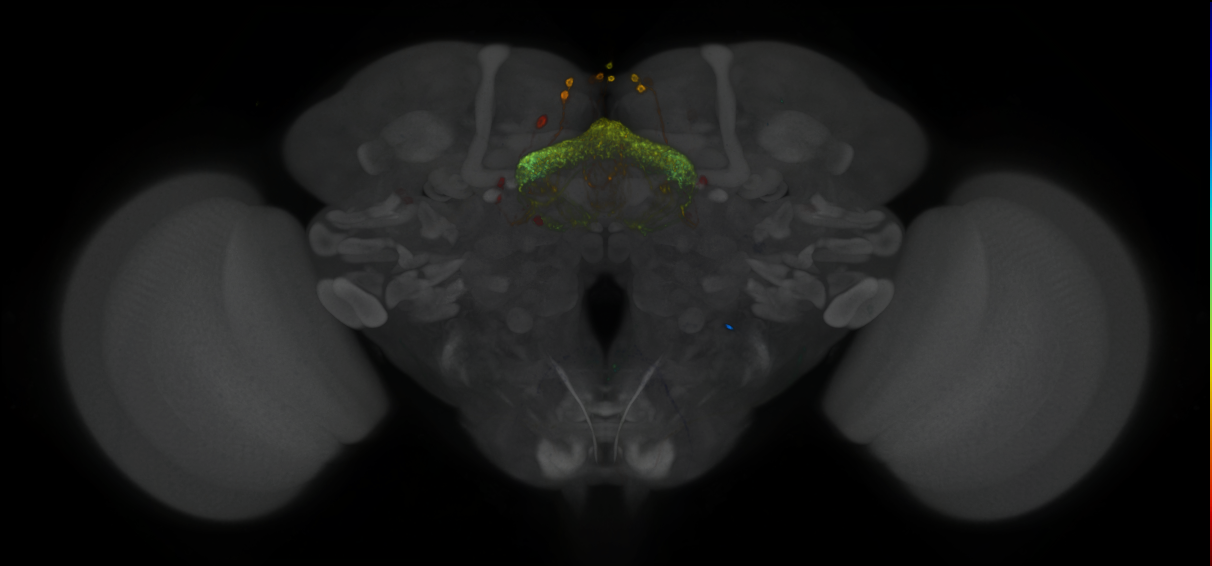 P{GMR24E05-GAL4} expression pattern