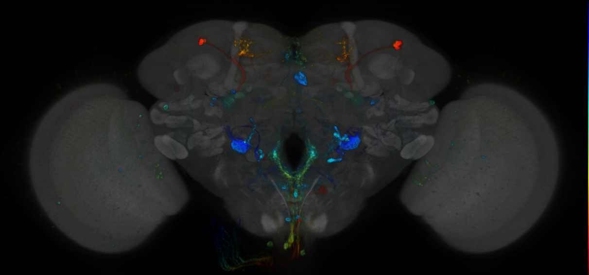 P{GMR24H02-GAL4} expression pattern
