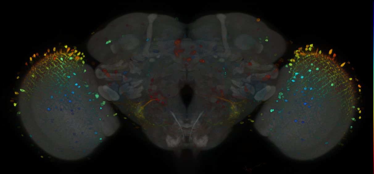P{GMR25B03-GAL4} expression pattern