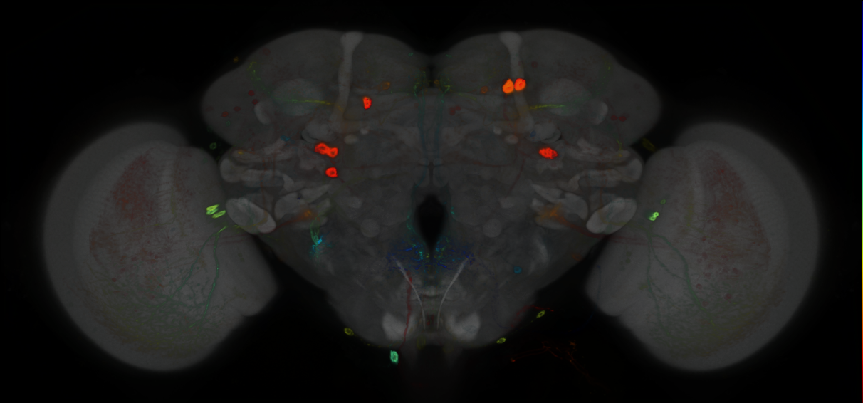 P{GMR25C08-GAL4} expression pattern