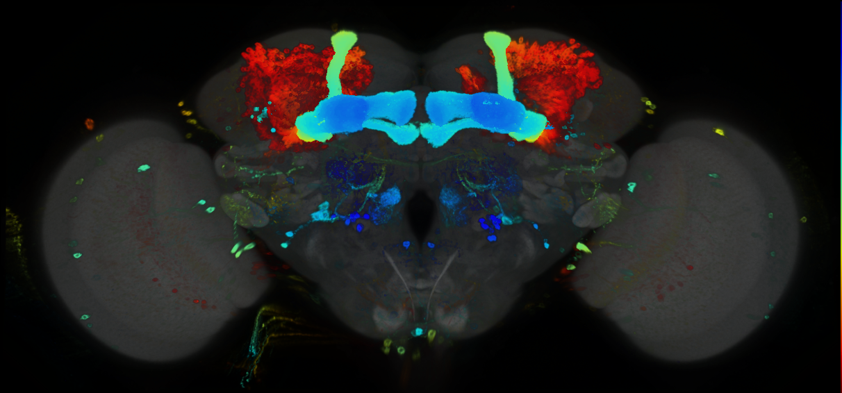 P{GMR25H11-GAL4} expression pattern